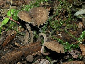 Černolupen krvavý - Melanophyllum haematospermum