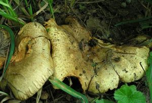 Čechratka olšová - Paxillus rubicundulus P.D. Orton 1969