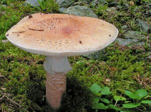 Muchomůrka růžovka - Amanita rubescens Pers. 1797