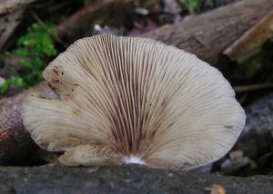 Trepkovitka měkká - Crepidotus mollis  (Schaeff.) Staude 1857