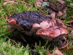 Lošákovec rezavý - Hydnellum ferrugineum (Fr.) P.Karst