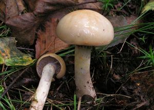 Pavučinec natřený - Cortinarius delibutus Fr.