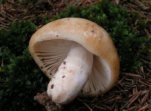 Holubinka nejvonnější (marcipánová) - Russula fragrantissima Romagn. 1967