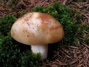 Holubinka nejvonnější (marcipánová) - Russula fragrantissima Romagn. 1967