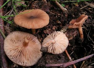 Ryzec olšový - Lactarius obscuratus (Lasch) Fr. 1838