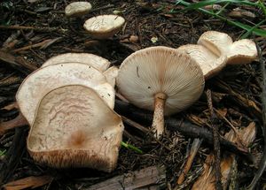 Tmavobělka bradavčitá - Melanoleuca verrucipes (Fr.) Singer