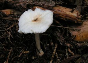 Kukmák smrkový - Volvariella hypopithys (Fr.) Shaffer 1957