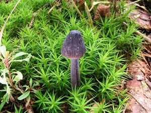 Helmovka bělomléčná - Mycena galopus var. nigra Rea