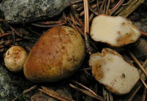 Kořenovec žlutavý - Rhizopogon obtextus (Spreng.) R. Rauschert 1984