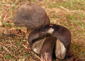 Štítovka černolemá - Pluteus atromarginatus