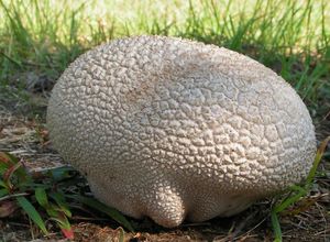 Pýchavka dlabaná - Lycoperdon utriforme Bull. 1791