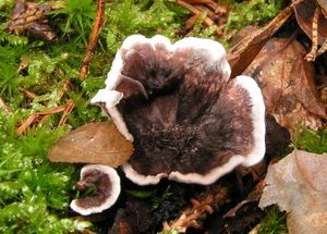 Lošáček tmavý - Phellodon melaleucus (Sowerby)P.Karst