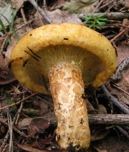 Ryzec ďubkovaný - Lactarius scrobiculatus (Scop.) Fr. 1838