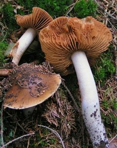 Pavučinec veliký - Cortinarius livido-ochraceus (Berk.) Berk.