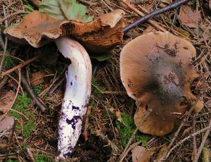 Pavučinec veliký - Cortinarius livido-ochraceus (Berk.) Berk.