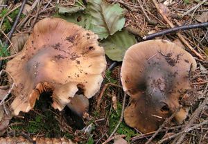 Pavučinec veliký - Cortinarius livido-ochraceus (Berk.) Berk.