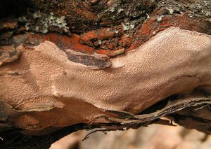 Ohňovec tečkovaný - Fomitiporia punctata (P. Karst.) Murrill 1947