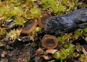 Bělokosmatka miskovitá - Trichophaea hemisphaerioides (Mouton) Graddon 1960