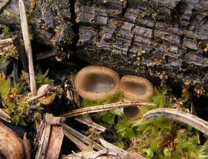 Bělokosmatka miskovitá - Trichophaea hemisphaerioides (Mouton) Graddon 1960