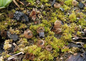 Bělokosmatka miskovitá - Trichophaea hemisphaerioides (Mouton) Graddon 1960