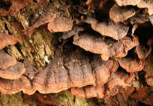 Kožovka rezavá - Hymenochaete rubiginosa (Dicks.) Lév.