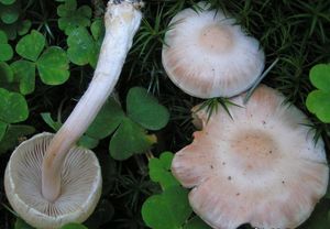 Vláknice zardělá - Inocybe whitei (Fr.) Fr.