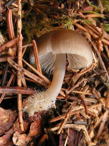 Helmovka šiškomilná - Mycena strobilicola J. Favre & Kühner 1938