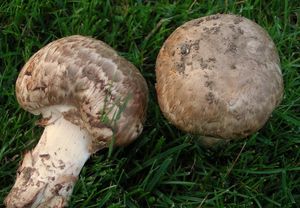 Pečárka rumištní - Agaricus subperonatus  (J.E. Lange) Singer 1951