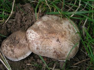 Pečárka rumištní - Agaricus subperonatus  (J.E. Lange) Singer 1951