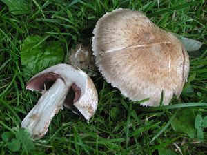 Pečárka rumištní - Agaricus subperonatus (J.E.Lange)Singer