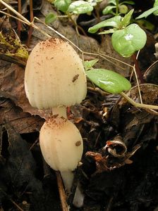 Hnojník paprskový - Coprinellus radians (Desm.) Vilgalys, Hopple & Jacq. Johnson 2001