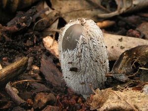 Hnojník zaječí - Coprinopsis lagopus (Fr.) Redhead, Vilgalys & Moncalvo 2001