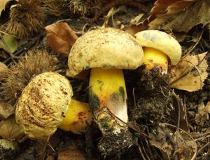 Klikni pro velký obrázek