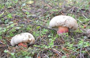 Klikni pro velký obrázek