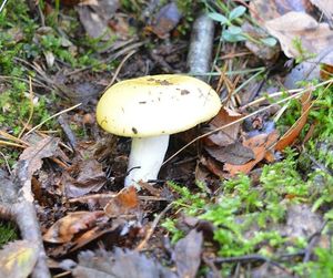 Klikni pro velký obrázek