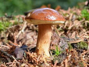 Klikni pro velký obrázek