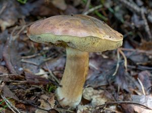 Klikni pro velký obrázek