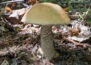 Klikni pro velký obrázek