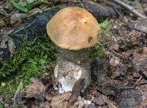 Klikni pro velký obrázek