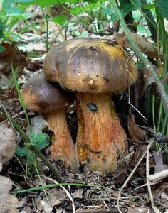 Klikni pro velký obrázek