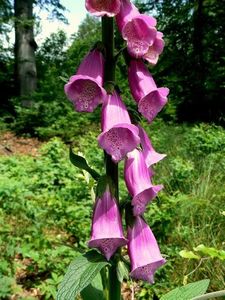 Náprstník červený (Digitalis purpurea)