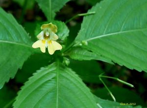 Netýkavka malokvětá (Impatiens parviflora)