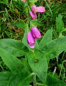 Náprstník červený (Digitalis purpurea)