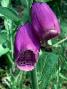 Náprstník červený (Digitalis purpurea)