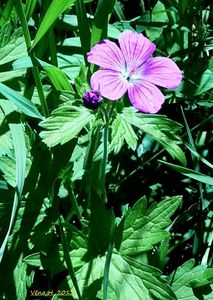 Kakost bahenní (Geranium palustra l.)