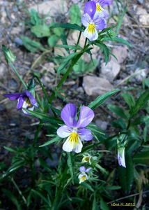 Viola trojbarevná (Viola tricolor)