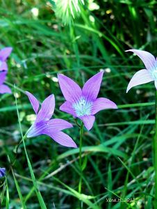 Zvonek rozkladitý (Campanula patula L.)