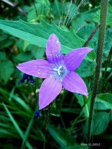 Zvonek rozkladitý (Campanula patula L.)