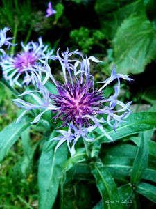 Chrpa horská (Centaurea montana)