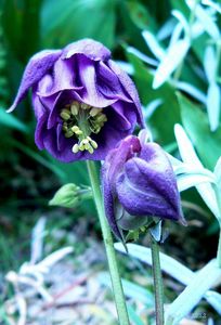 Orlíček obecný (Aquilegia vulgaris)